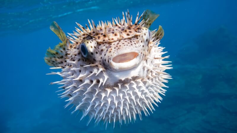 Cá Nóc (Pufferfish) - Món ăn ngon nhưng là "canh bạc" với tử thần