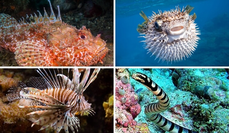 Top 5 loài cá độc nhất thế giới: Chạm vào là "tử thần" gõ cửa