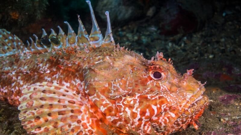Cá Đá (Stonefish) - Bậc thầy ngụy trang với nọc độc "thần kinh"
