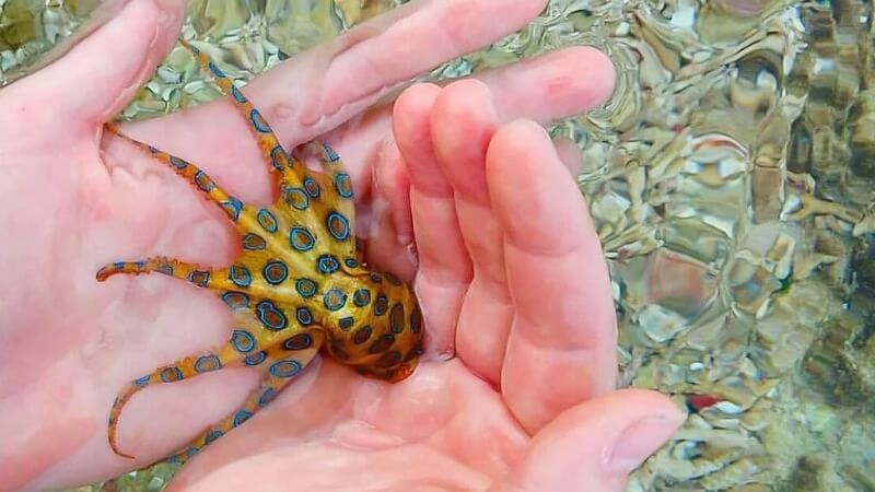 Cách phòng tránh và sơ cứu khi bị cá độc tấn công