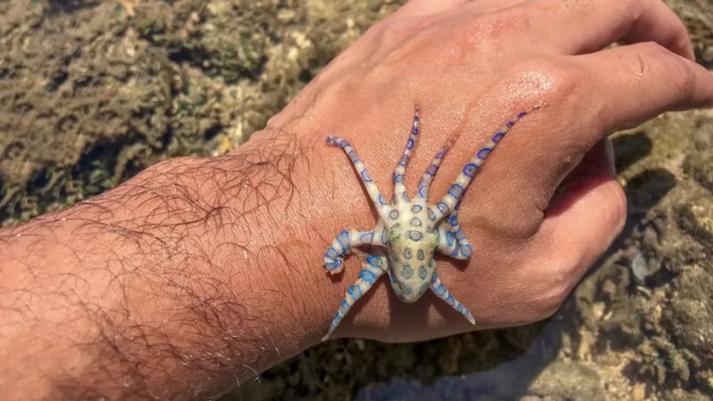 Bạch Tuộc Đốm Xanh (Blue-ringed Octopus) - Sát thủ tí hon