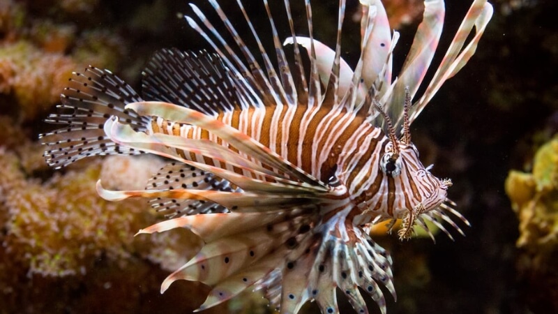 Cá Sư Tử (Lionfish) - Vẻ đẹp kiêu sa ẩn chứa nọc độc đau đớn