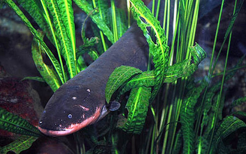 Cá chình điện có ăn được không? Cá chình điện có ăn được không?