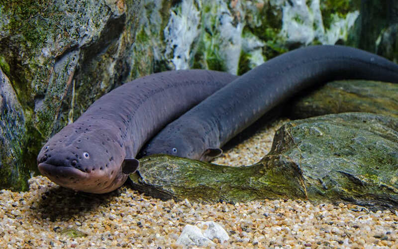 Cá chình điện nguy hiểm đến mức nào Cá chình điện nguy hiểm đến mức nào