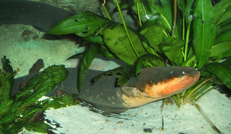 Cá Chình Điện: Giải mã "sát thủ" sông Amazon và cú sốc 860V chết người