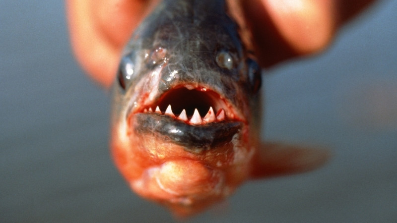 Thực tế chỉ tấn công khi bị đói, bị khiêu khích hoặc để bảo vệ bầy đàn