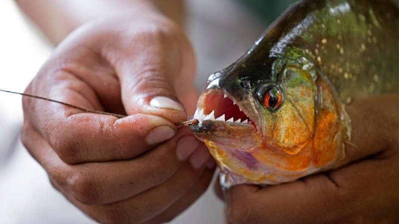 Cá hổ Piranha có thân dẹt, đầu to, răng sắc nhọn và màu bụng thường đỏ hoặc cam