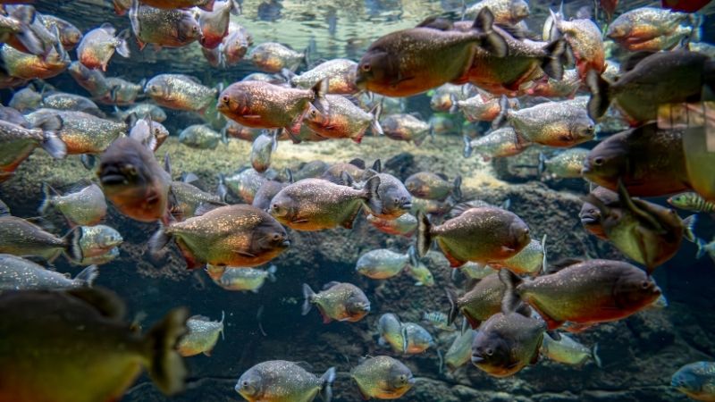 Cá Piranha chỉ nguy hiểm khi bị khiêu khích hoặc đói