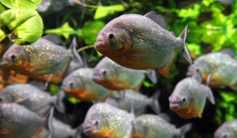 Cá Hổ Piranha (Cá Răng Đao): Sự thật về "sát thủ" sông Amazon