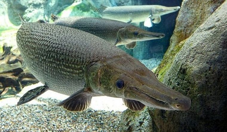 Cá Sấu Hỏa Tiễn: "Thủy quái" sông Amazon và loài xâm hại đáng sợ