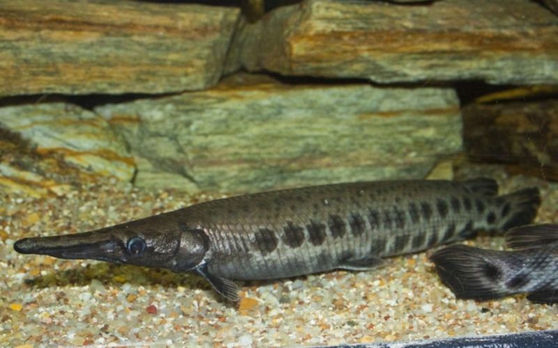 Cá sấu hỏa tiễn hiếm khi tấn công người nhưng nguy hiểm sinh thái cao