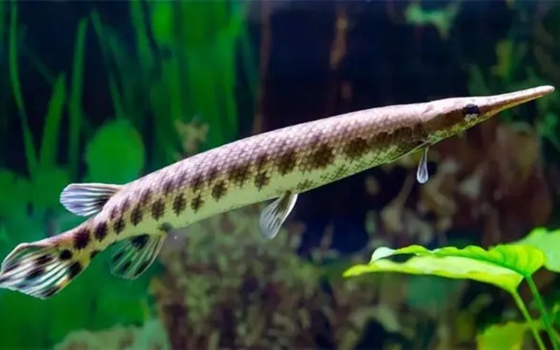 Cá sấu hỏa tiễn là loài cá nước ngọt cổ đại, có khả năng thích nghi cao