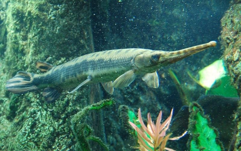 Cá sấu hỏa tiễn có mõm dài, vảy cứng và thân hình thuôn dài