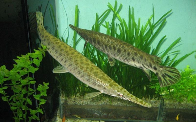 Cá sấu hỏa tiễn thu hút nhờ hình dáng độc đáo và hành vi thú vị