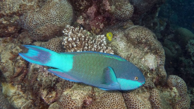 Cá vẹt ảnh hưởng đến nguồn cung cấp cát Cá vẹt ảnh hưởng đến nguồn cung cấp cát