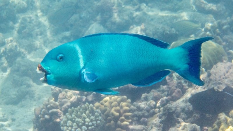 Cá vẹt là loài lưỡng tính Cá vẹt là loài lưỡng tính