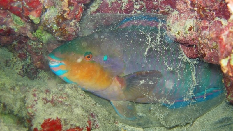 Cá vẹt ảnh hưởng đến nguồn cung cấp cát Cá vẹt ảnh hưởng đến nguồn cung cấp cát