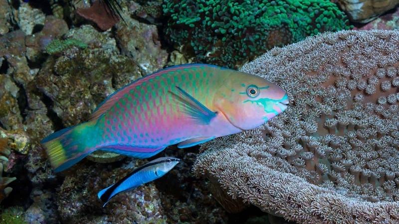 Cá vẹt ảnh hưởng đến nguồn cung cấp cát Cá vẹt ảnh hưởng đến nguồn cung cấp cát