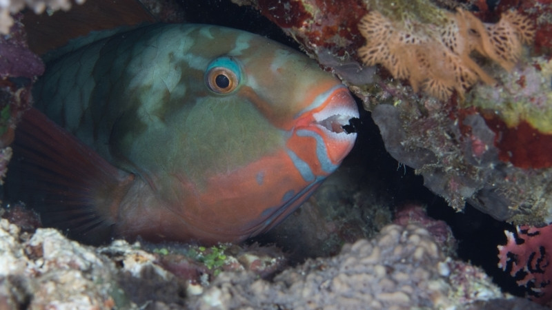 Cá vẹt ảnh hưởng đến nguồn cung cấp cát Cá vẹt ảnh hưởng đến nguồn cung cấp cát