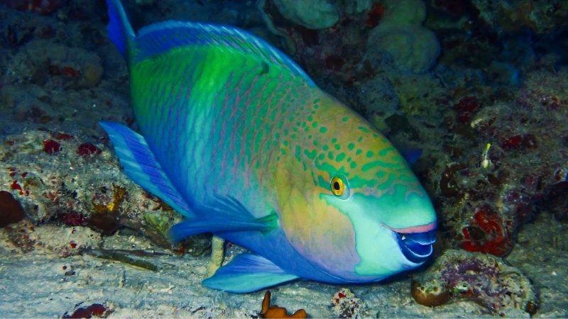 Phần miệng cá vẹt trông giống mỏ con vẹt Phần miệng cá vẹt trông giống mỏ con vẹt