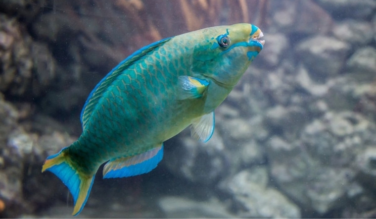 Cá Vẹt là gì? Loài cá "dọn dẹp" san hô và lý do không nên ăn