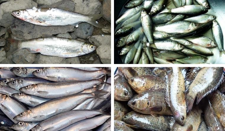 Cá gì nhiều xương nhất? Top 5 loài cá "thách thức" người ăn và mẹo gỡ xương