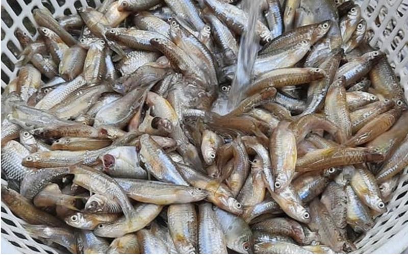 Cá lòng tong nhỏ, toàn thân là xương, khó ăn Cá lòng tong nhỏ, toàn thân là xương, khó ăn