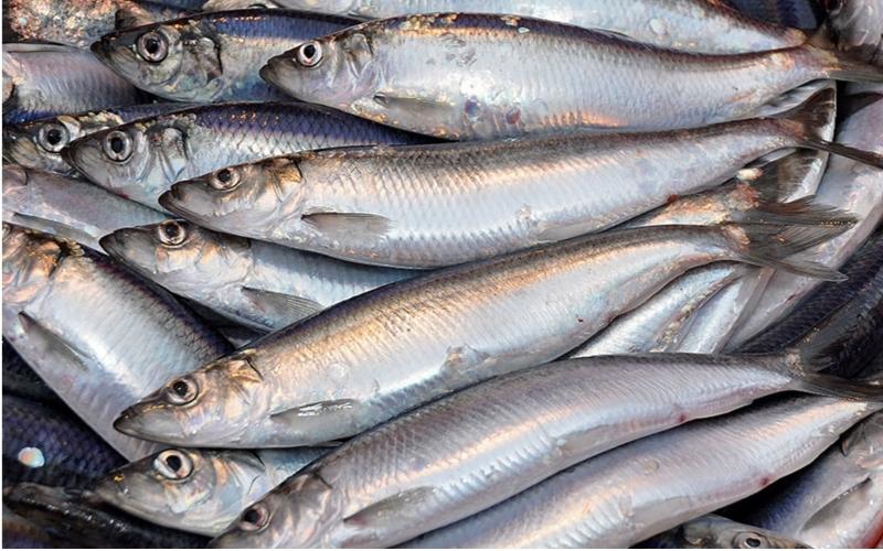 Cá trích biển thân dẹt, xương li ti rải đều khắp thân Cá trích biển thân dẹt, xương li ti rải đều khắp thân