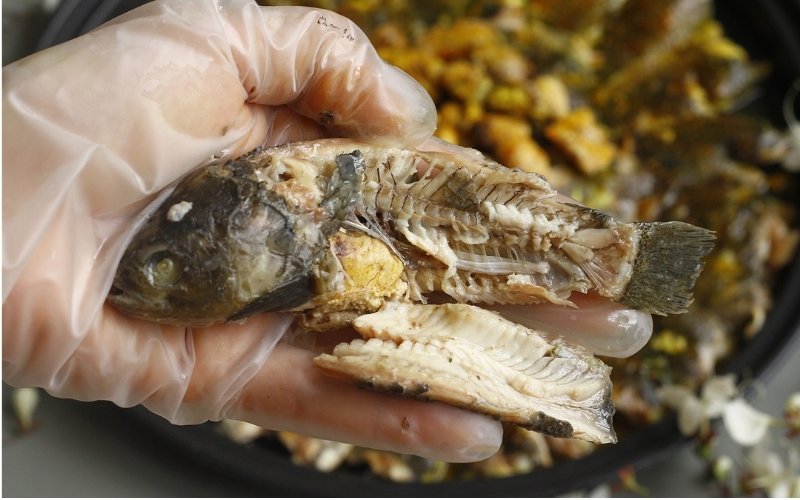 Tập trung, nhai kỹ và gỡ thịt theo thớ giúp ăn cá nhiều xương an toàn Tập trung, nhai kỹ và gỡ thịt theo thớ giúp ăn cá nhiều xương an toàn