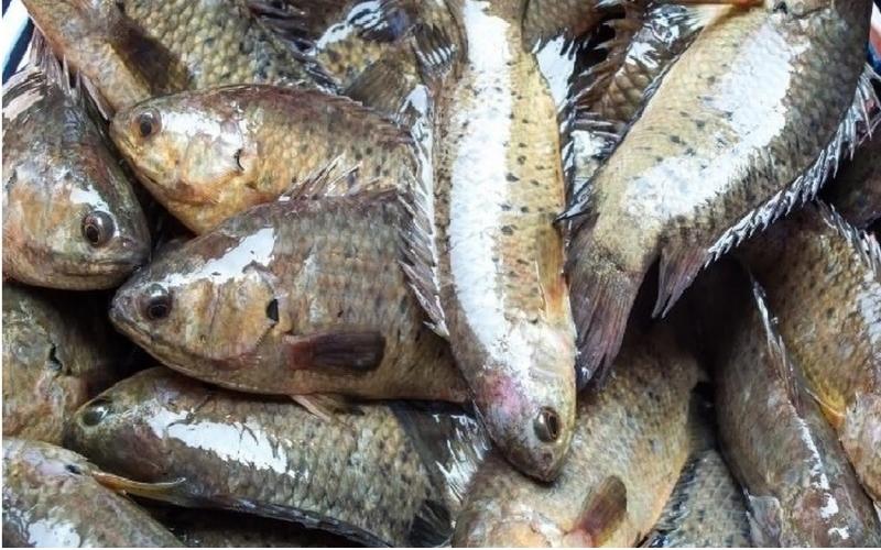 Cá rô đồng thịt béo, xương cứng và sắc, dễ hóc Cá rô đồng thịt béo, xương cứng và sắc, dễ hóc