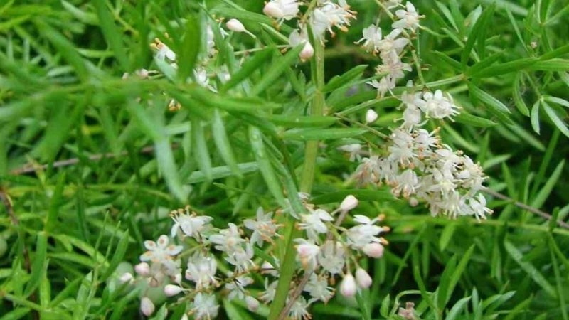 Cháo thiên môn đông