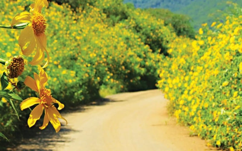 Du khách xuất phát từ Hà Nội dễ dàng tới Ba Vì.