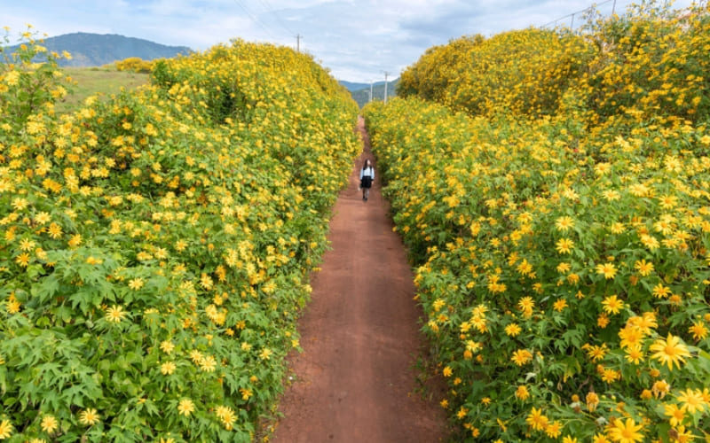 Du khách có thể chiêm ngưỡng hoa ở nhiều điểm nổi tiếng.