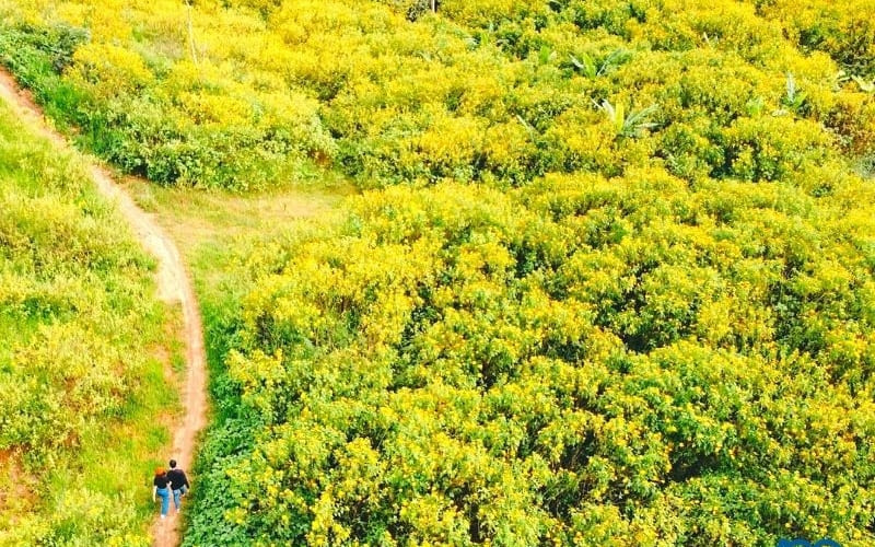 Du khách dừng chân theo các điểm hoa rực rỡ.