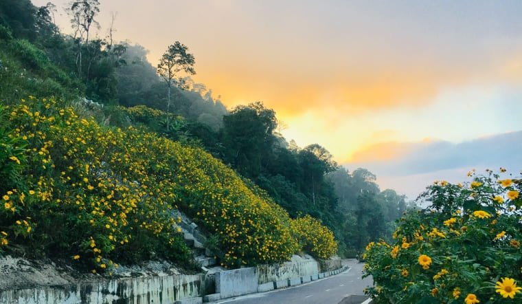 Bỏ túi kinh nghiệm săn hoa dã quỳ Ba Vì dành cho người đi lần đầu