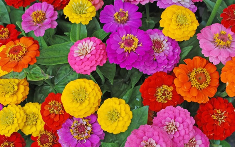 Cây Zinnia (Cúc Ngũ Sắc): Nhớ về người bạn ở xa