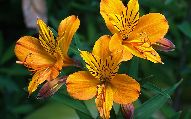 Hoa Alstroemeria (Thủy Tiên Peru): Loài hoa của tình bạn đích thực