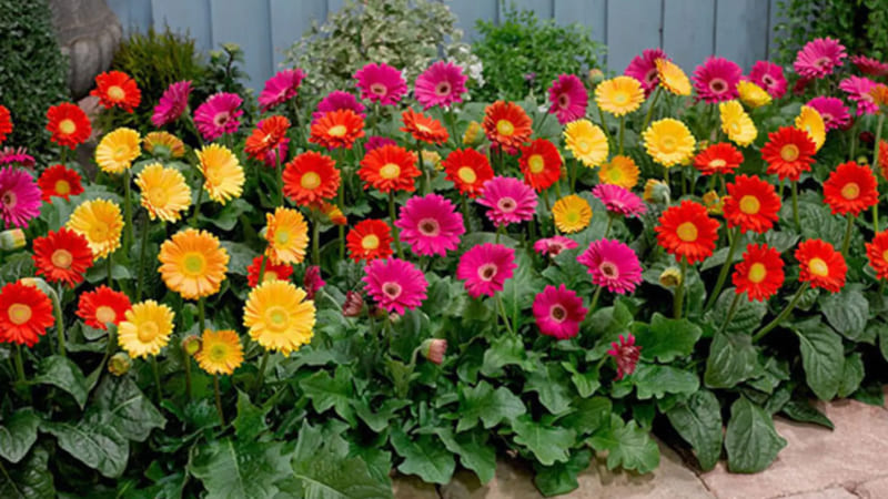 Hoa Đồng Tiền (Gerbera): Mang lại niềm vui và sự tươi sáng
