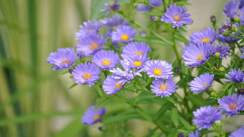 Hoa Thạch Thảo: Tình bạn thanh lịch và bền lâu