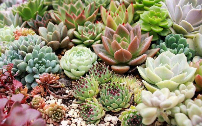Cây mọng nước (Succulents): Tình bạn bền bỉ, không cần chăm sóc nhiều