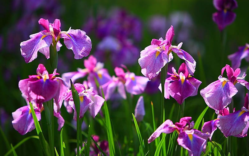 Hoa Diên Vĩ (Iris): Sự tin tưởng và trân trọng