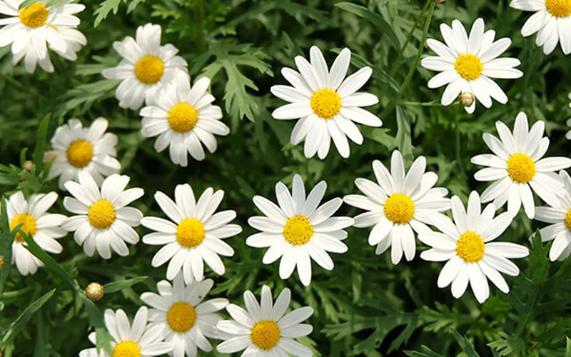 Hoa Cúc (Chrysanthemum): Tình bạn giản dị, tích cực