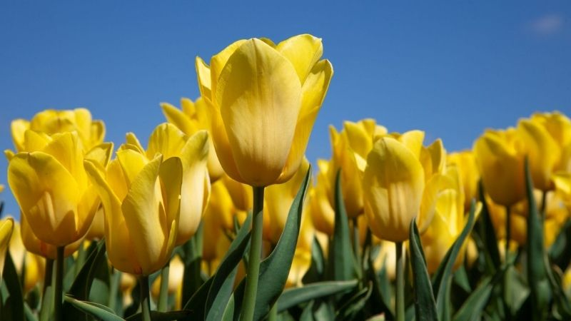 Hoa Tulip Vàng: Nụ cười và những suy nghĩ vui vẻ