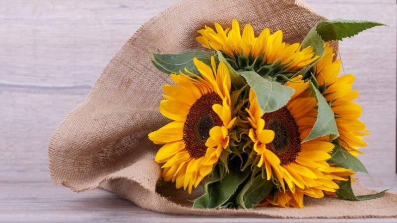 Hoa hướng dương