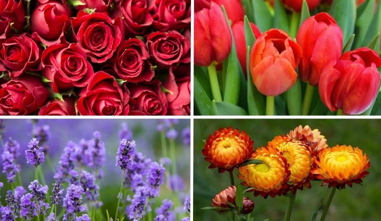 Hoa tượng trưng cho tình yêu: TOP 12 loài hoa thay lời yêu thương lãng mạn