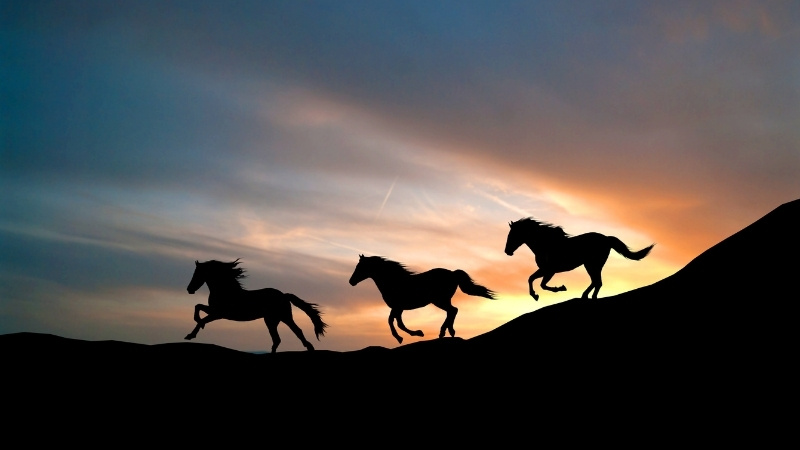 Phong thủy cho tuổi Ngọ