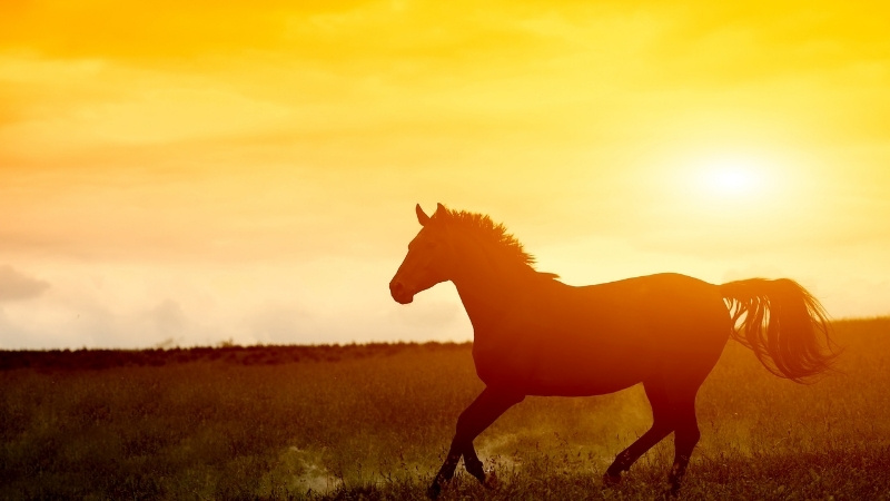 Dự đoán tử vi tuổi Ngọ 2026