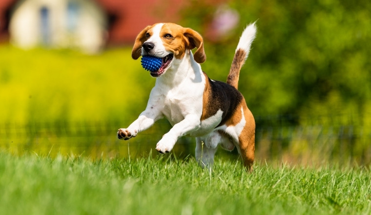 Tuổi Tuất là con gì? Giải mã tính cách, vận mệnh và phong thủy chi tiết