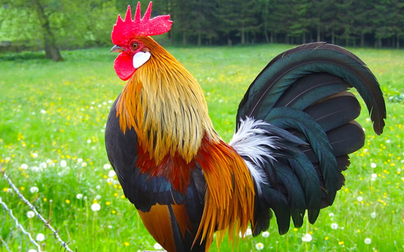 Tuổi Dậu hợp mệnh gì? Khắc mệnh gì? Tuổi Dậu hợp mệnh gì? Khắc mệnh gì?