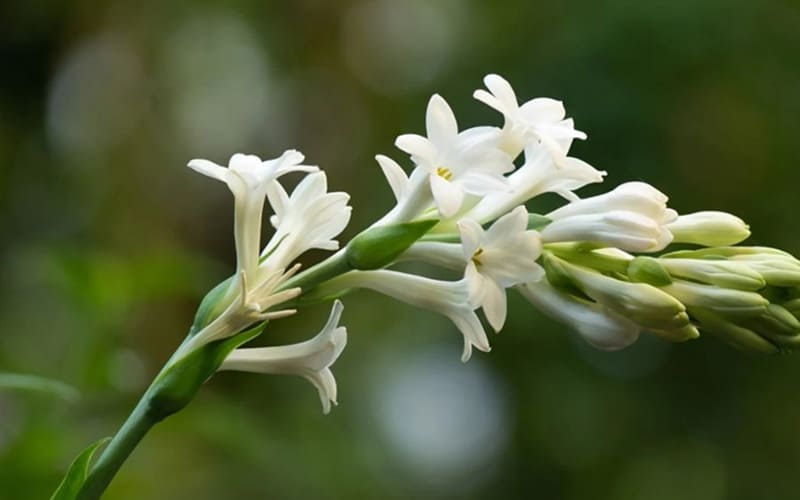 Hoa Huệ Ta: Sự thanh khiết và trang nghiêm